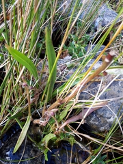 Polygonum oxyspermum