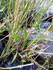 Polygonum oxyspermum
