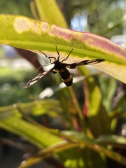 Amata sperbius