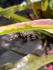 Amata sperbius