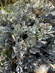 Jacobaea incana