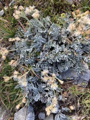 Jacobaea incana