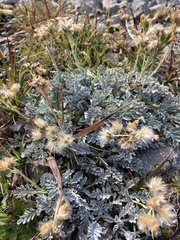 Jacobaea incana