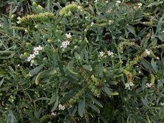 Heliotropium curassavicum