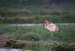 Leucogeranus leucogeranus