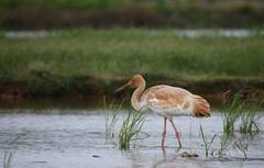 Leucogeranus leucogeranus