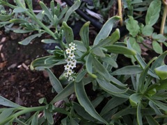 Heliotropium curassavicum