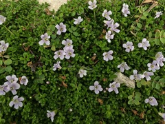 Bacopa monnieri