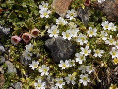 Cerastium uniflorum