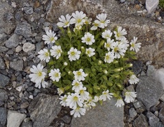 Cerastium uniflorum