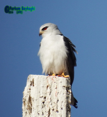 Elanus caeruleus