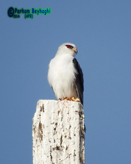 Elanus caeruleus