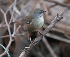 Tasmanian Scrubwren photo 2
