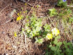 Potentilla crantzii