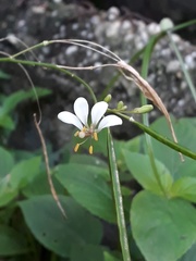 Cleome serrata