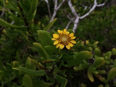 Borrichia arborescens