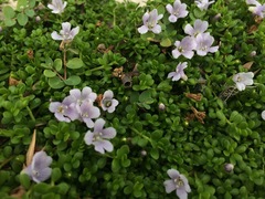 Bacopa monnieri