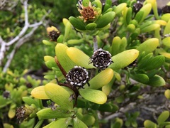 Borrichia arborescens
