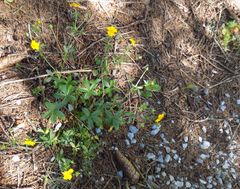 Potentilla crantzii