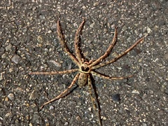 Heteropoda venatoria