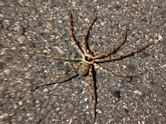 Heteropoda venatoria