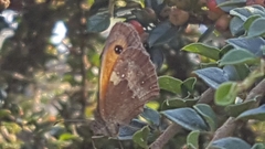 Pyronia tithonus