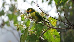 Ognorhynchus icterotis