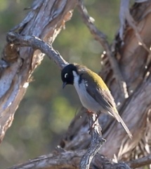 Melithreptus affinis