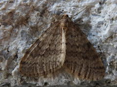 Operophtera bruceata