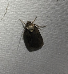 Pseudohermonassa tenuicula