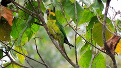 Ognorhynchus icterotis