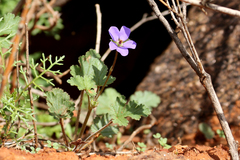 Erodium crinitum