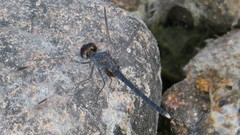 Diplacodes lefebvrii