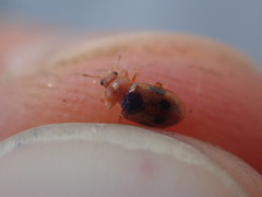 Coccidula scutellata