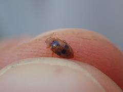 Coccidula scutellata