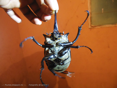 Megasoma elephas
