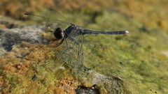 Diplacodes lefebvrii