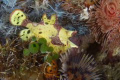 Antennarius maculatus