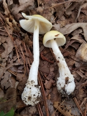 Amanita russuloides