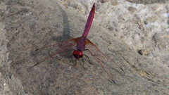 Trithemis annulata