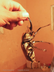 Megasoma elephas