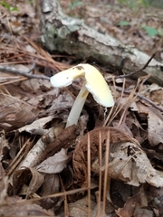Amanita russuloides