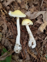 Amanita russuloides