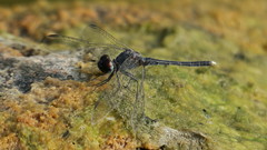 Diplacodes lefebvrii
