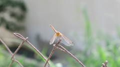 Trithemis annulata