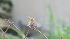 Trithemis annulata
