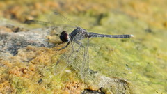 Diplacodes lefebvrii