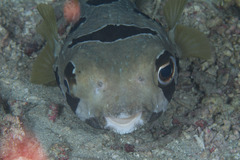 Diodon liturosus
