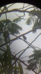 Glaucidium