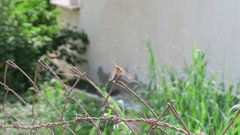 Trithemis annulata